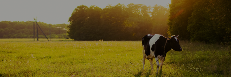 Efektywne pasze BEZ GMO