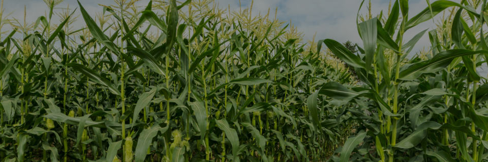 NASIONA KUKURYDZY 2019