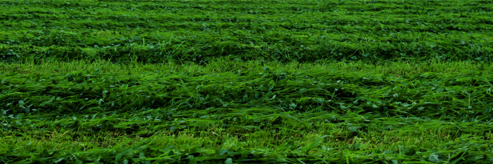 Mieszanki traw, lucerny i koniczyny BEZ GMO

